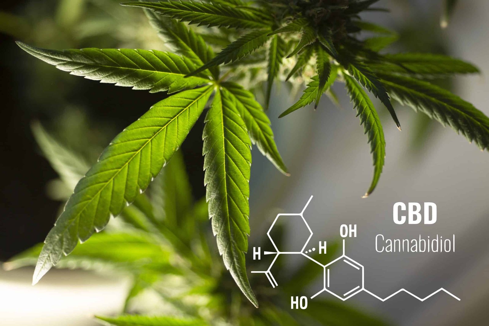 Understanding CBD: Enhancing Well-Being and Its Growing Acceptance CBD