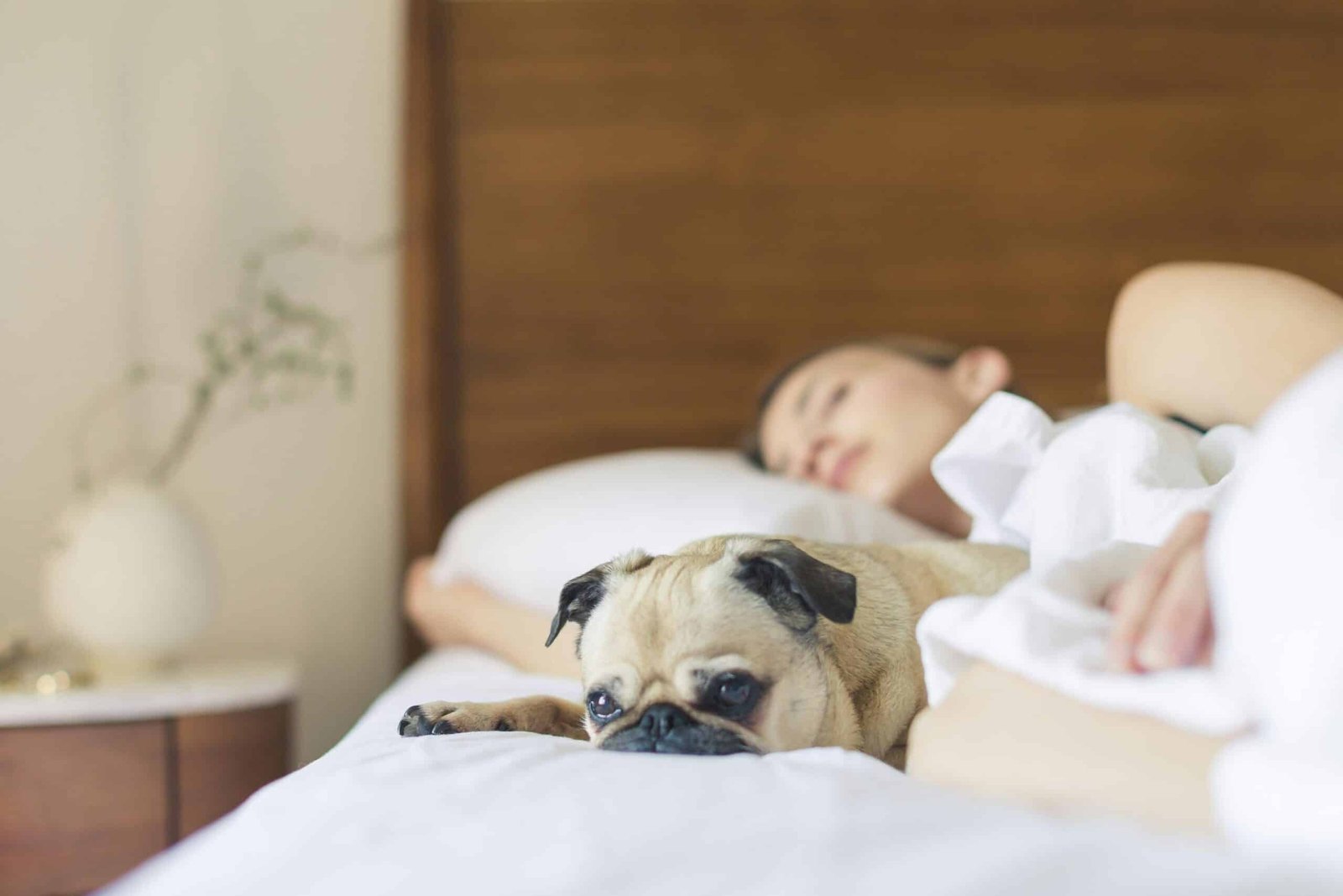WOMEN SLEEP WITH A PUG IN BED